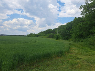 Pămînt arabil chear lingă pădure! Aproape de drumul național! 3Hectare și 2 ari! foto 8