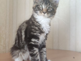 Main coon foto 5