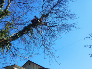 Taierea copacilor/defrisarea arborilor.Пилю деревья,аккуратно и профессионально! Альпинист. foto 7