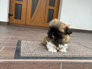 Shih Tzu foto 5