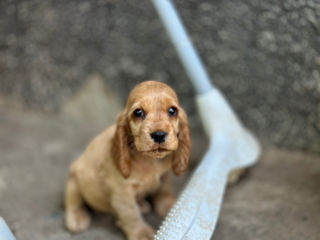 Cocker Spaniel Englez Rasa curata  foto 8