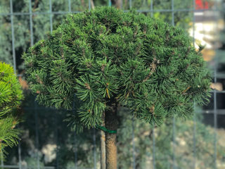 Pinus foto 3