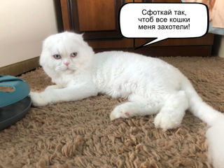 Împerechere cu motan de elită! Scottish fold white, W61. foto 4