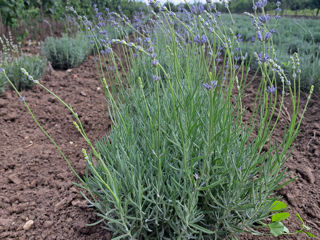 Lavanda foto 5