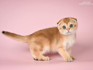 Шотландский веслоухий мальчик Scottish fold boy foto 3