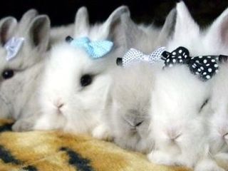 Кролики карликовые foto 3