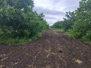 Vindem Teren Agricol cu Livadă 10ha+viță de vie 4ha+5ha  teren arabil. Țepoaia, comunaTigheci, Leova foto 11