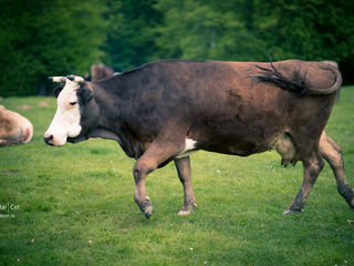 Cumpăr animale ( prețuri foarte bune) foto 1