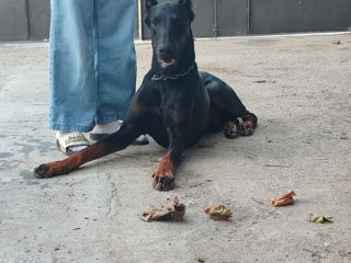 Doberman la împerechere foto 2