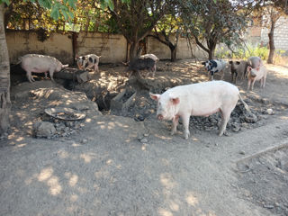 Porci de sacrificat mari și pentru proțap ( vertel)