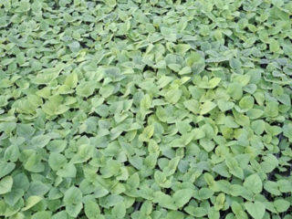 Se vand rasaduri de Paulownia Tomentosa! foto 1