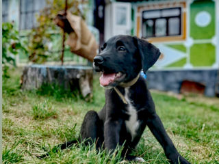 Labrador negru