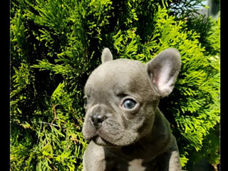 Bulldog frenh blue  tan.blue. foto 5