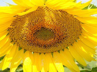 Floarea soarelui LG 56.65 M