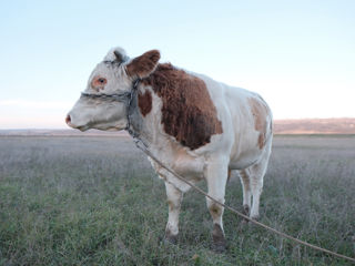 Bou de sămânță Simmental foto 4