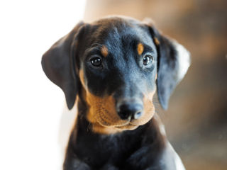 Doberman foto 4