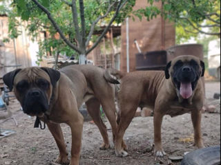 Cane corso  foto 8