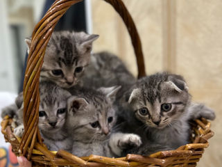 Pisoi de rasă – Scottish Fold & Scottish Straight – de vânzare Urgent ! foto 0