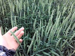 Продам семена озимой и яровой  пшеницы , ячменя  и озимого гороха . рапса !! foto 4