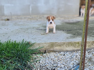 Jack Russel foto 2