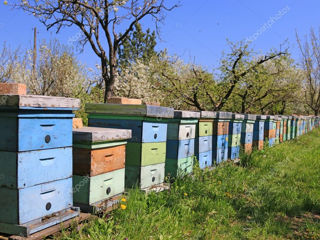 Продам    или    меняю   пчёлосемьи   на улия   б у  иле новын   только    многокорпусные    Меняб
