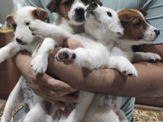 Продаются щенки Джекс Рассел терьер!! Se vând căţei Jack Russell terrier foto 6