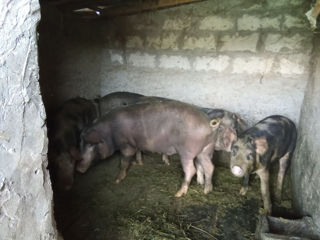 Porc de casa de carne crescut în gospodărie pentru propriul consum greutatea 80-90 kg