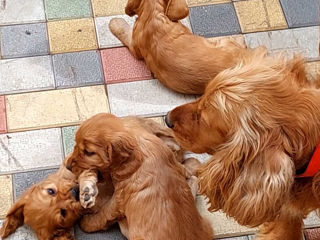 Disponibili: Ultimii 2 cățeluși Cocker Spaniel – Rasa pură, jucăuși și adorabili! foto 6