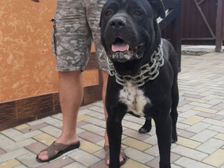 Cane Corso Italiano foto 3