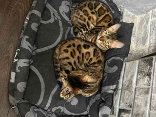 Bengal foto 3