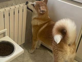 Akita inu - mascul / Акита ину - мальчик  фото 5