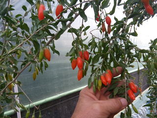 Goji puieti.   продаём саженцы годжи -lycium barbarum тибетский вид. ягоды сладкие. foto 2