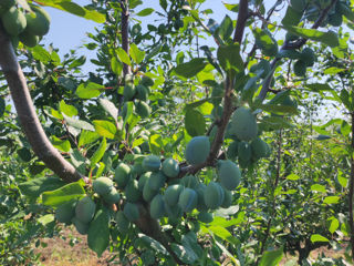 Prune proaspete foto 0