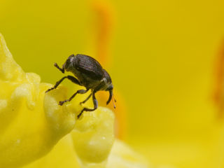Sigma 150mm f/2.8 EX DG APO HSM Macro (Canon) фото 2
