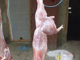 Vînd carne de iepure eftin foto 4