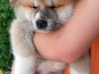 Akita  foto 6