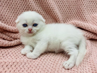 Scottish fold and streight foto 7