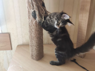 Main coon foto 2