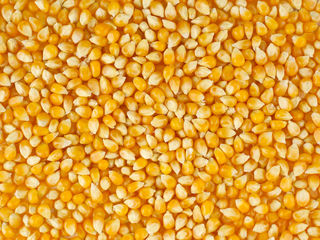 Compania Floreni SRL cumpara cereale in cantitati mari