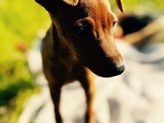 Cățelușcă Pinscher foto 5