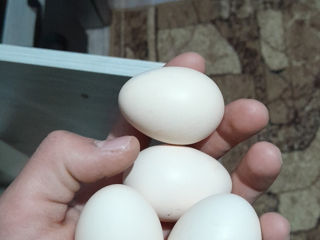 Продам яйца карликовых курочек