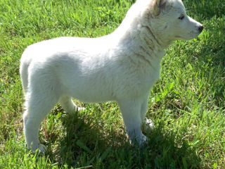 Husky albinos