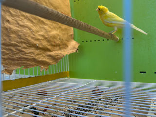 Canari/Canary/Канарейка/ Păsări foto 5