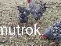 de vinzare pui de rasa viandot  si familie de plimutrok pentru detalii sumati060654825 foto 4