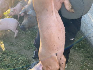 Porci de casă foto 5