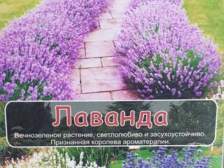 Lavanda Лаванда foto 2