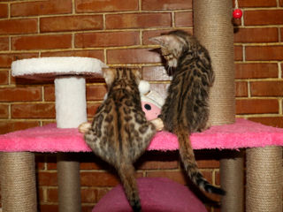 Bengal kittens.