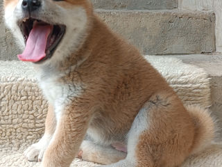 Akita  foto 9
