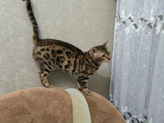 Bengal foto 2