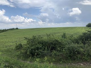 se vinde teren agricol 324 Sote Colonita prima linie  7KM de la Ciocana. Direct de la propiietar foto 8